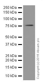 Western blot - Anti-FACL4 antibody [EPR17587] (AB205197), expandable thumbnail