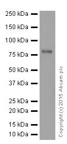 Western blot - Anti-FACL4 antibody [EPR17587] (AB205197), expandable thumbnail
