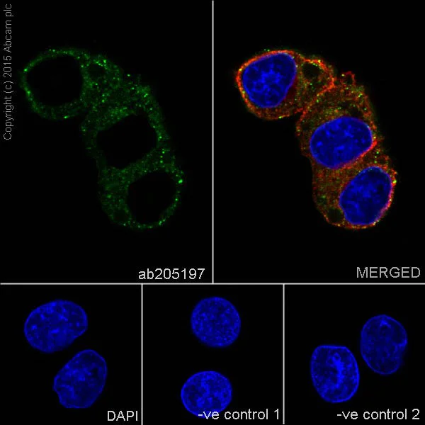 Immunocytochemistry/ Immunofluorescence - Anti-FACL4 antibody [EPR17587] - BSA and Azide free (AB251418)