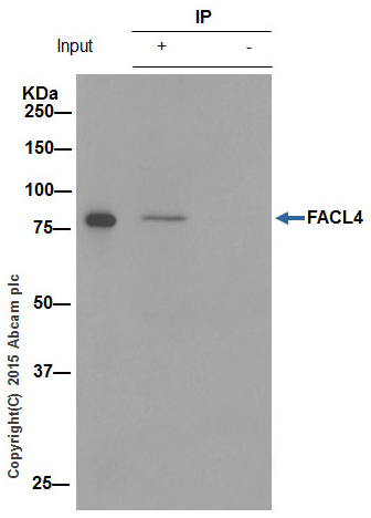 Immunoprecipitation - Anti-FACL4 antibody [EPR8640] (AB155282), expandable thumbnail
