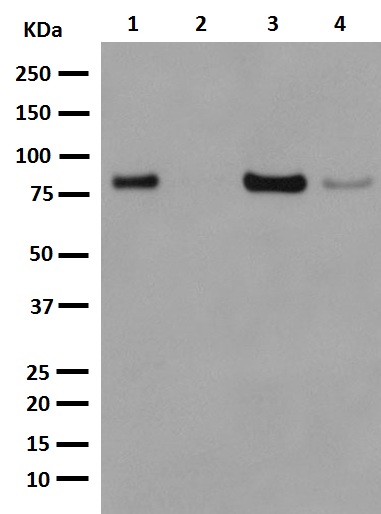 Western blot - Anti-FACL4 antibody [EPR8640] (ab155282), expandable thumbnail