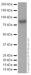 Western blot - Anti-FACL4 antibody [EPR8640] (AB155282)