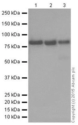 Western blot - Anti-FACL4 antibody [EPR8640] (AB155282)