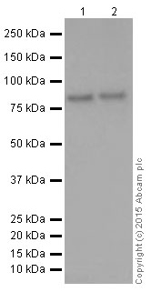 Western blot - Anti-FACL4 antibody [EPR8640] (AB155282), expandable thumbnail