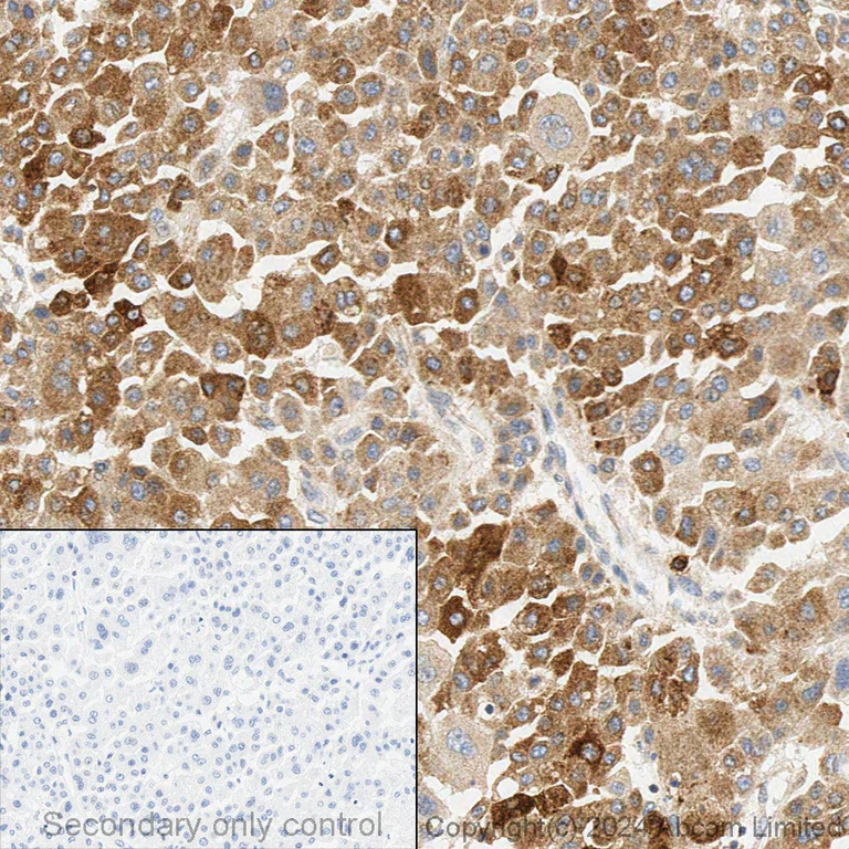 Immunohistochemistry (Formalin/PFA-fixed paraffin-embedded sections) - Anti-FACL4 antibody [EPR8640] - BSA and Azide free (AB240135)