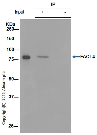 Immunoprecipitation - Anti-FACL4 antibody [EPR8640] - BSA and Azide free (AB240135)