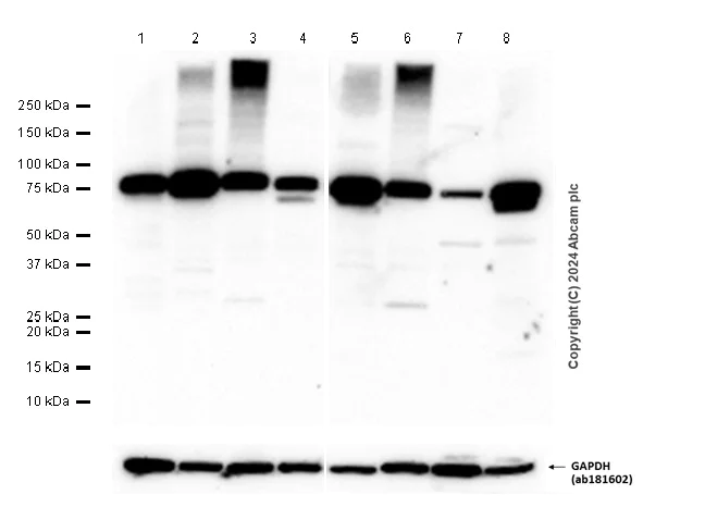 Western blot - Anti-FACL4 antibody [EPR8640] - BSA and Azide free (AB240135)