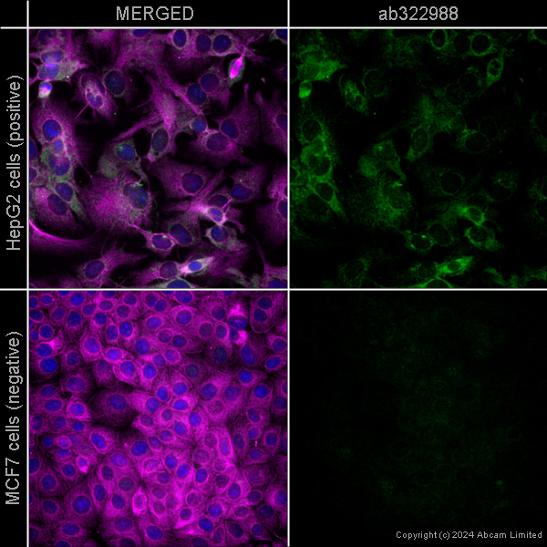 Immunocytochemistry/ Immunofluorescence - Anti-FACL4 antibody [EPR8640] - Mouse IgG1 (Chimeric) (AB322988), expandable thumbnail