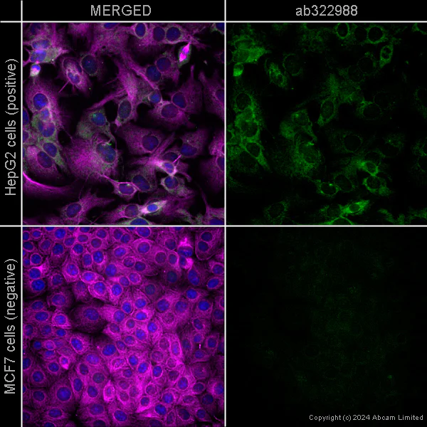 Immunocytochemistry/ Immunofluorescence - Anti-FACL4 antibody [EPR8640] - Mouse IgG1 (Chimeric) (AB322988)