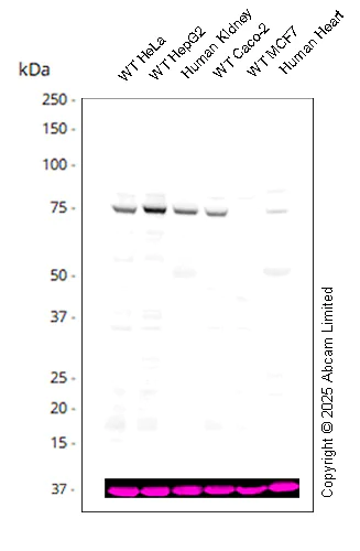 Western blot - Anti-FACL4 antibody [EPR8640] - Mouse IgG1 (Chimeric) - BSA and Azide free (AB322994)