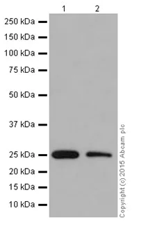 Western blot - Anti-Factor D/CFD antibody [EPR14699] (AB204917)