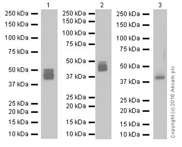 Western blot - Anti-Factor D/CFD antibody [EPR17004-240] - BSA and Azide free (AB251541)