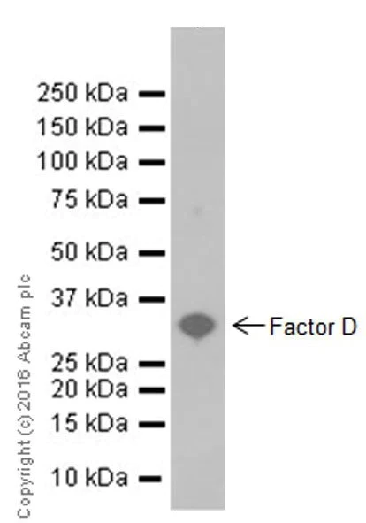 Western blot - Anti-Factor D/CFD antibody [EPR17004-240] - BSA and Azide free (AB251541)