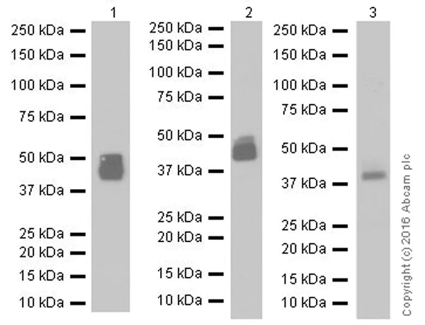 Western blot - Anti-Factor D/CFD antibody [EPR17004-285] - BSA and Azide free (AB250478)