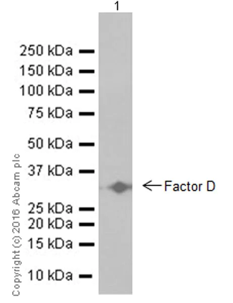 Western blot - Anti-Factor D/CFD antibody [EPR17004-285] - BSA and Azide free (AB250478)