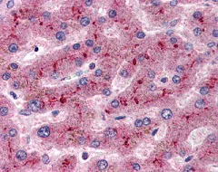 Immunohistochemistry (Formalin/PFA-fixed paraffin-embedded sections) - Anti-Factor H antibody (AB115290)