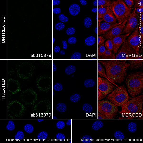 Immunocytochemistry/ Immunofluorescence - Anti-Factor H antibody [EPR26491-30] - BSA and Azide free (AB315880), expandable thumbnail