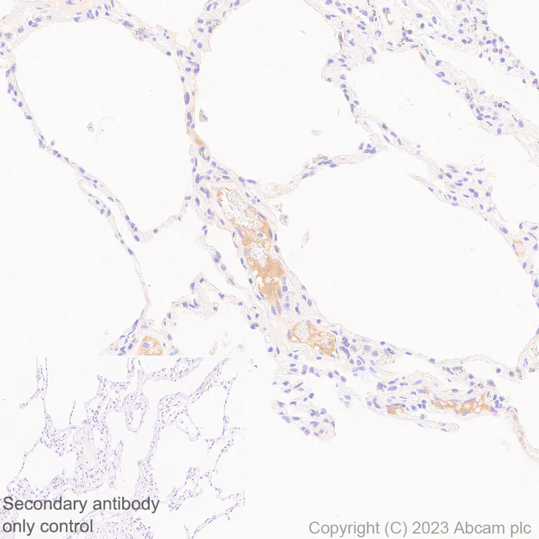 Immunohistochemistry (Formalin/PFA-fixed paraffin-embedded sections) - Anti-Factor H antibody [EPR26491-30] - BSA and Azide free (AB315880)