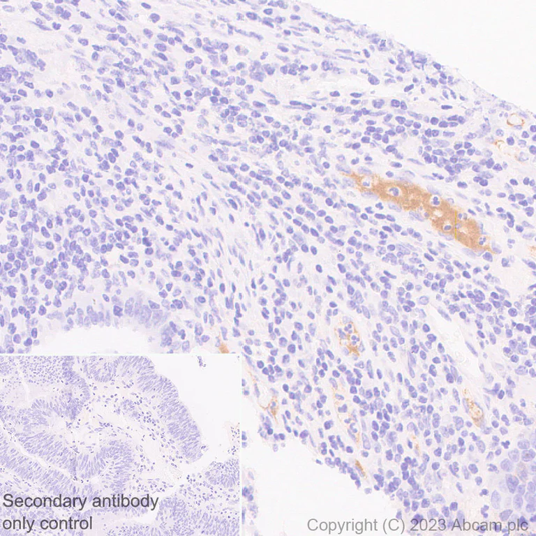 Immunohistochemistry (Formalin/PFA-fixed paraffin-embedded sections) - Anti-Factor H antibody [EPR26491-30] - BSA and Azide free (AB315880)
