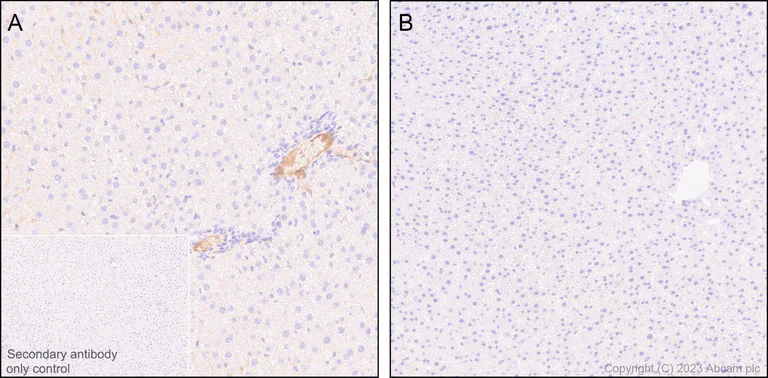 Immunohistochemistry (Formalin/PFA-fixed paraffin-embedded sections) - Anti-Factor H antibody [EPR26491-30] - BSA and Azide free (AB315880)
