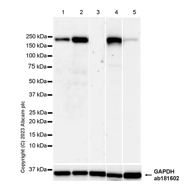 Western blot - Anti-Factor H antibody [EPR26491-30] - BSA and Azide free (AB315880)