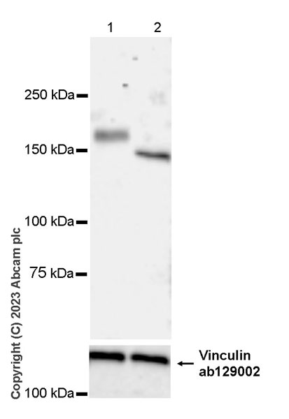 Western blot - Anti-Factor H antibody [EPR26491-30] - BSA and Azide free (AB315880), expandable thumbnail