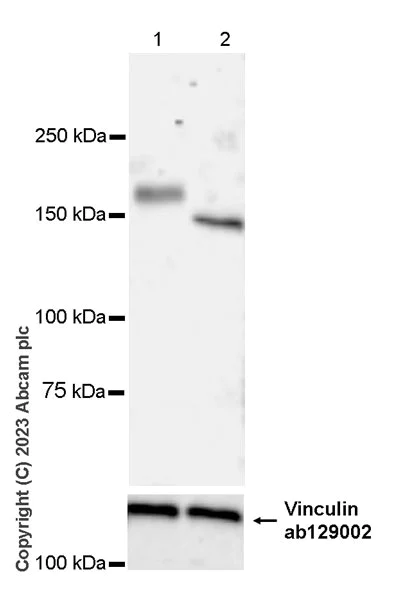 Western blot - Anti-Factor H antibody [EPR26491-30] - BSA and Azide free (AB315880)