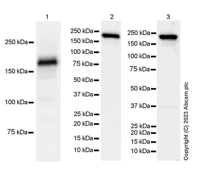 Western blot - Anti-Factor H antibody [EPR26491-30] - BSA and Azide free (AB315880)