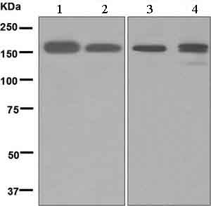 Western blot - Anti-Factor H antibody [EPR6225] - BSA and Azide free (AB248539), expandable thumbnail