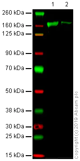 Western blot - Anti-Factor H antibody [EPR6225] - BSA and Azide free (AB248539)