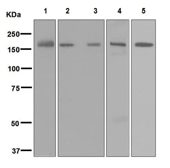 Western blot - Anti-Factor H antibody [EPR6226] - BSA and Azide free (AB247995)