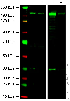 Western blot - Anti-Factor H antibody [OX-24] (AB118820)