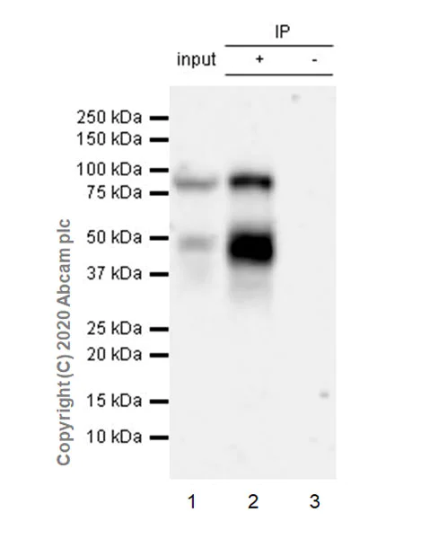 Immunoprecipitation - Anti-Factor I/CFI antibody [EPR23948-48] - BSA and Azide free (AB278530)