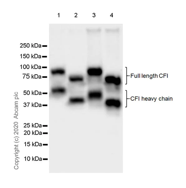 Western blot - Anti-Factor I/CFI antibody [EPR23948-48] - BSA and Azide free (AB278530)