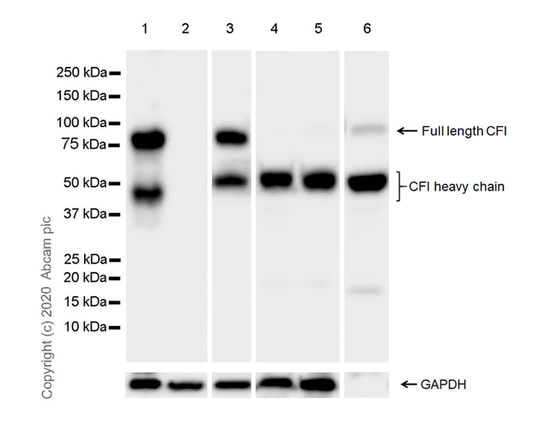 Western blot - Anti-Factor I/CFI antibody [EPR23948-48] - BSA and Azide free (AB278530)