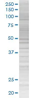 SDS-PAGE - Factor I overexpression 293T lysate (whole cell) (AB94092)
