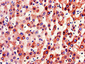 Immunohistochemistry (Formalin/PFA-fixed paraffin-embedded sections) - Anti-Factor IX/PTC antibody (AB236279)