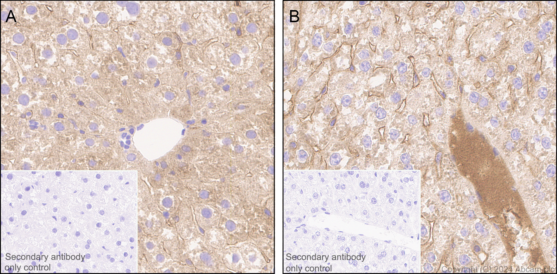 Immunohistochemistry (Formalin/PFA-fixed paraffin-embedded sections) - Anti-Factor IX/PTC antibody [EPR28007-19] - BSA and Azide free (AB318269), expandable thumbnail