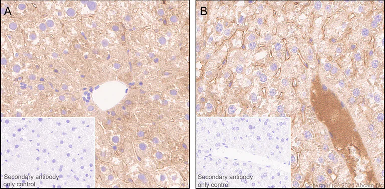 Immunohistochemistry (Formalin/PFA-fixed paraffin-embedded sections) - Anti-Factor IX/PTC antibody [EPR28007-19] - BSA and Azide free (AB318269)