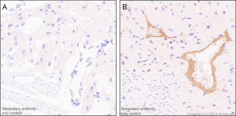 Immunohistochemistry (Formalin/PFA-fixed paraffin-embedded sections) - Anti-Factor IX/PTC antibody [EPR28007-19] - BSA and Azide free (AB318269)