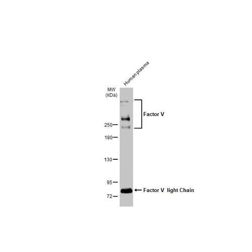 Western blot - Anti-Factor V antibody [HL2421] (AB317221)