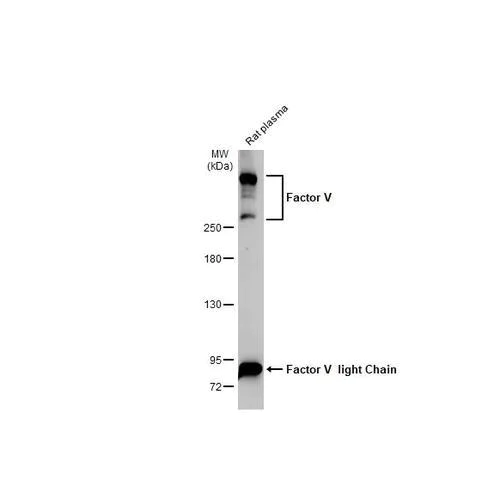 Western blot - Anti-Factor V antibody [HL2421] (AB317221)