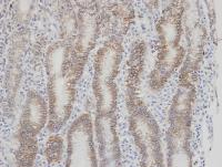 Immunohistochemistry (Formalin/PFA-fixed paraffin-embedded sections) - Anti-Factor VII antibody (AB97614), expandable thumbnail