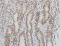 Immunohistochemistry (Formalin/PFA-fixed paraffin-embedded sections) - Anti-Factor VII antibody (AB97614)