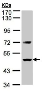 Western blot - Anti-Factor VII antibody (AB97614)