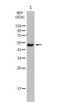 Western blot - Anti-Factor VII antibody (AB97614)