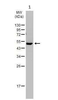 Western blot - Anti-Factor VII antibody (AB97614)