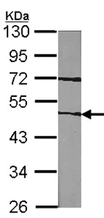 Western blot - Anti-Factor VII antibody (AB97614)