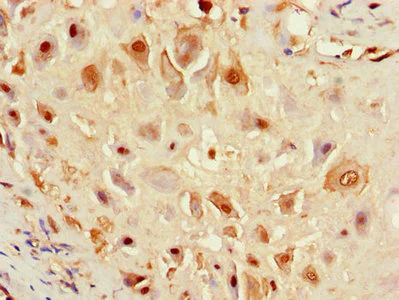 Immunohistochemistry (Formalin/PFA-fixed paraffin-embedded sections) - Anti-Factor VIII antibody (AB236284)