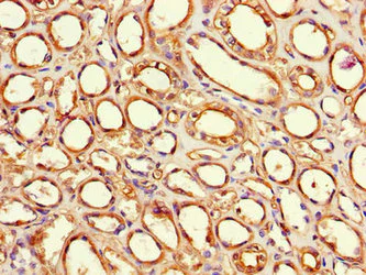 Immunohistochemistry (Formalin/PFA-fixed paraffin-embedded sections) - Anti-Factor VIII antibody (AB236284)
